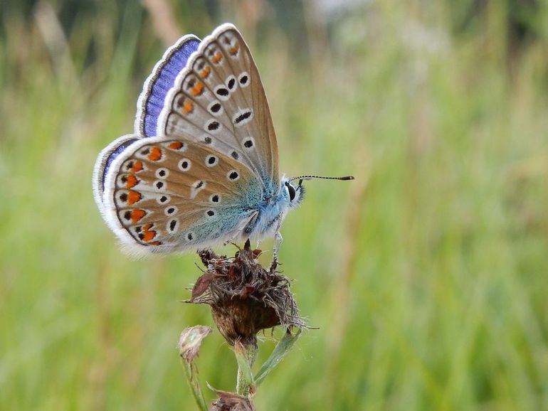 Ook het icarusblauwtje had een voorjaarsgeneratie en de nakomelingen daarvan vliegen komende zomer