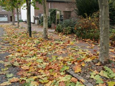 In de gevallen plataanbladeren kun je de mijnen van de plataanvouwmijnmot vinden