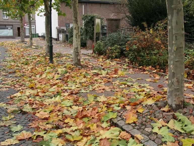 In Nederland zijn platanen vaak als laanbomen aangeplant