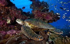 © Scott Portelli Een zeeschildpad zwemt door het Great Barrier Reef, Queensland, Australië.