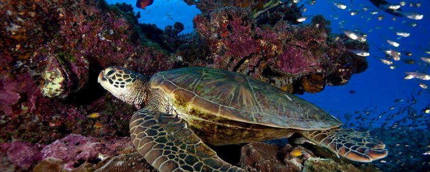 Een zeeschildpad zwemt door het Great Barrier Reef, Queensland, Australië.