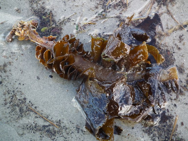 Aangepoeld Wakame op Ameland