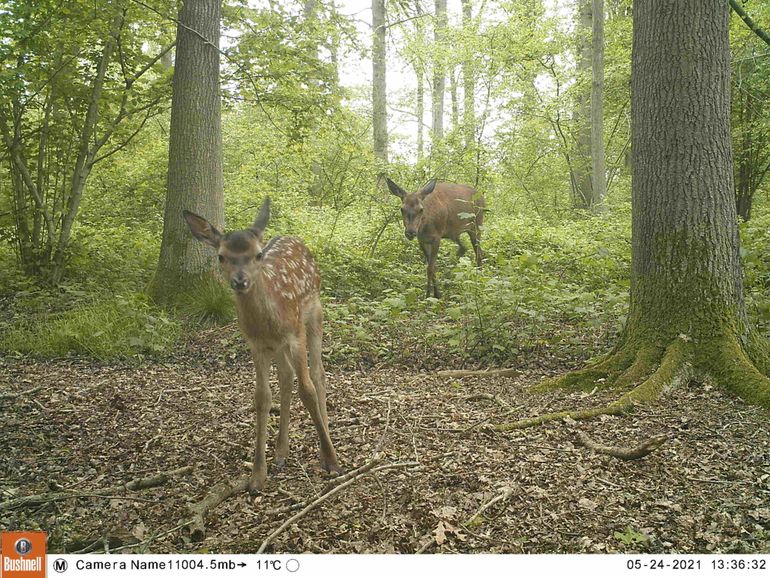 Hinde met kalf laten zich zien voor de wildcamera in Het Groene Woud