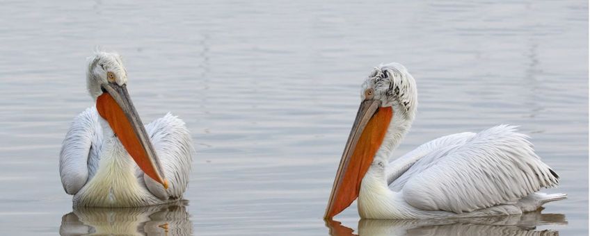 Kroeskoppelikanen op het Kerkini-meer in Griekenland