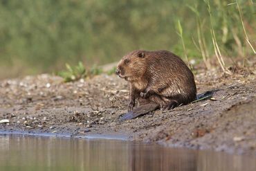 De bever heeft zich, sinds de herintroductie, over grote delen van nat Nederland verspreid