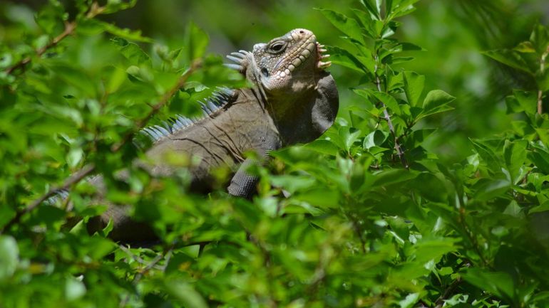 Adult Lesser Antillean iguana