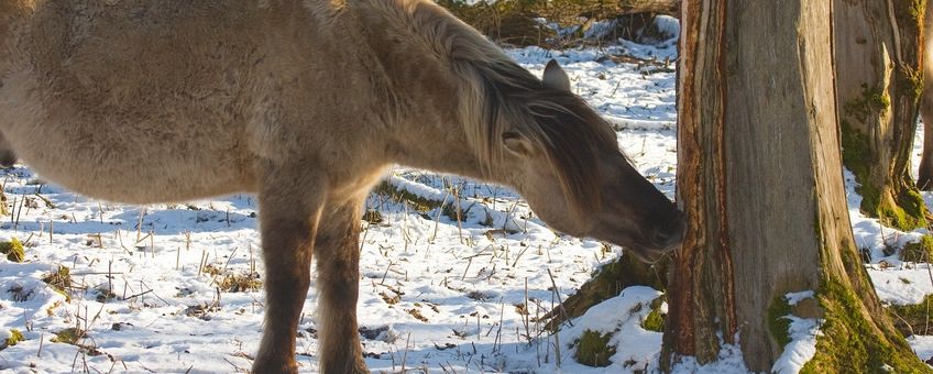 Konik