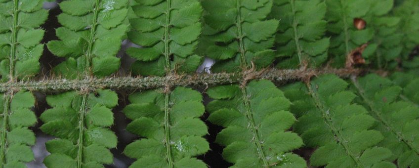 Zachte naaldvaren Saxifraga