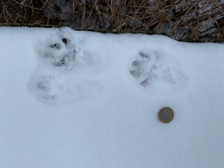 Ottersporen in Eindhoven