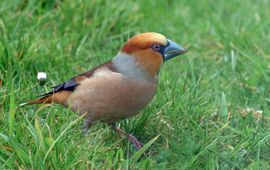 appelvink
