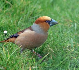 appelvink
