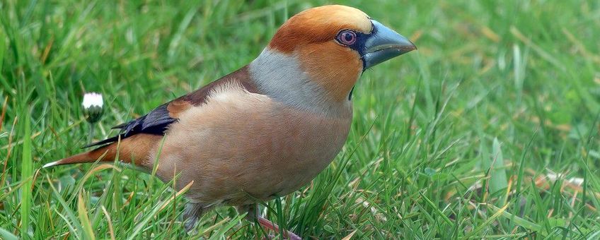appelvink