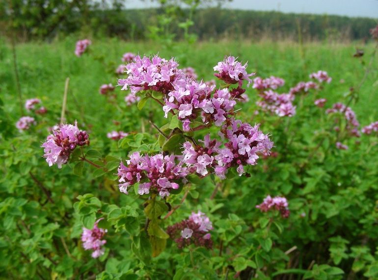 Wilde marjolein lokt veel insecten