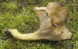 Zwartwordende Cantharel 2
Cantharellus melanoxeros
Mw. M.J.C. van der vegte