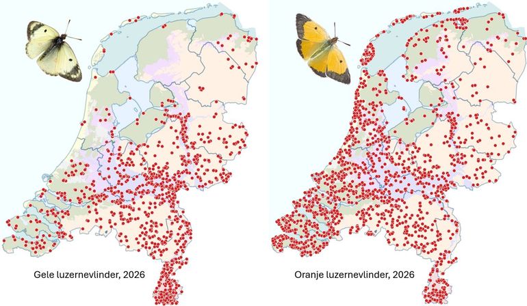 De waarnemingen van de gele en de oranje luzernevlinder in 2026
