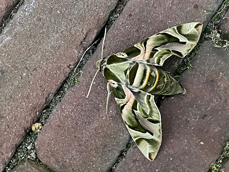 Deze oleanderpijlstaart zat in september in een achtertuin in Hoek van Holland