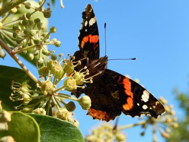 Veel atalanta's trekken weg naar het zuiden, maar er zijn er ook die hier de winter proberen door te komen