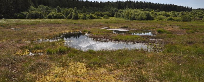 Hoogveenlandschap in de Belgische Hoge Venen