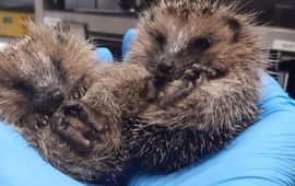 Egel, jongen van 3 weken oud, in egelopvang Papendrecht. Aug 2026