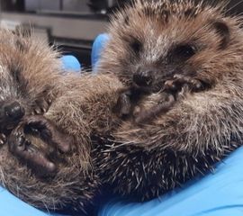 Egel, jongen van 3 weken oud, in egelopvang Papendrecht. Aug 2026