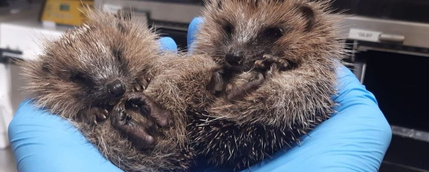 Egel, jongen van 3 weken oud, in egelopvang Papendrecht. Aug 2026