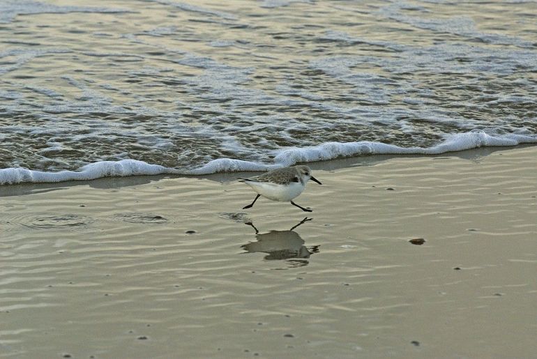 Drieteenstrandloper in winterkleed