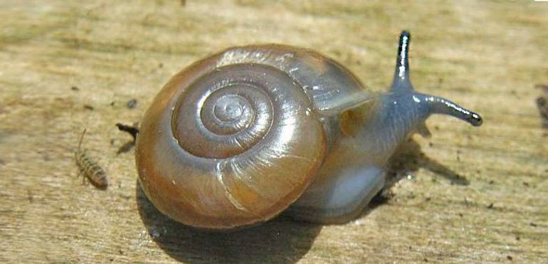 Glansslakken lijken op elkaar. Dit is de grootste van deze groep uit ons land: de Grote glansslak (Oxychilus draparnaudi) Toevallig ruikt nu nét deze ene soort nauwelijks of niet naar uien of knoflook. Het dier zelf is vaak blauwachtig