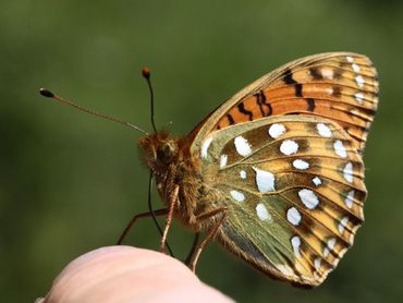 De grote parelmoervlinder is sterk achteruitgegaan