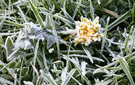 Bevroren paardenbloem