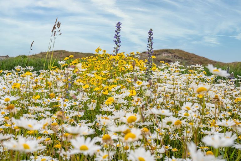 Het ingezaaide bloemenveld