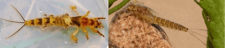 Larve van een gravende eendagsvlieg (links) en larve van een zwemmende eendagsvlieg (rechts)