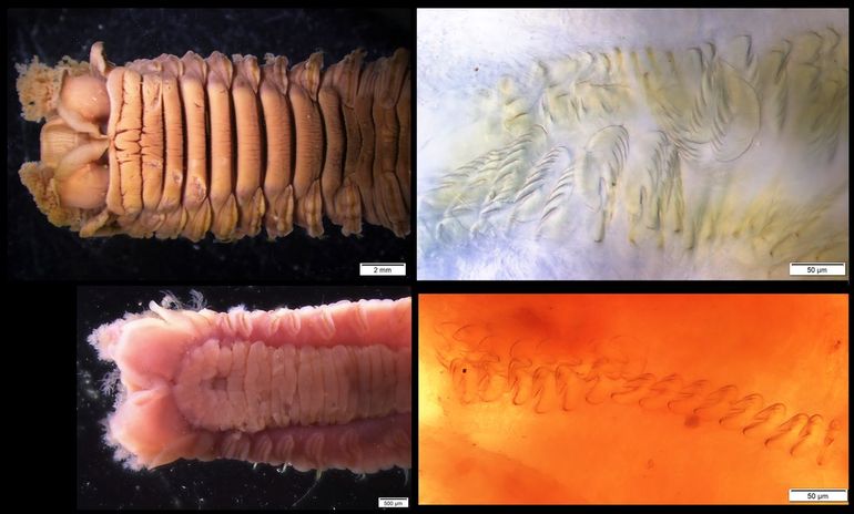 Boven: de Reuzenschelpkokerworm (Loimia ramzega) voorzijde onderkant (linkerfoto) en borstels (rechterfoto). Onder: (gewone) Schelpkokerworm (Lanice conchilega) voorzijde onderkant (linkerfoto) en borstels (rechterfoto). Zie ook de maatverdeling 