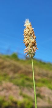 Vossestaart in bloei