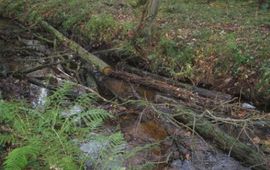 Bomen en takken Jufferbeek Ralph Verdonschot