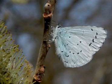 Het boomblauwtje heeft alleen kleine zwarte 'inktspetters' en geen oranje vlekjes