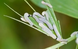 Phymatocera aterrima
Foto (C): H.J. Blackstein