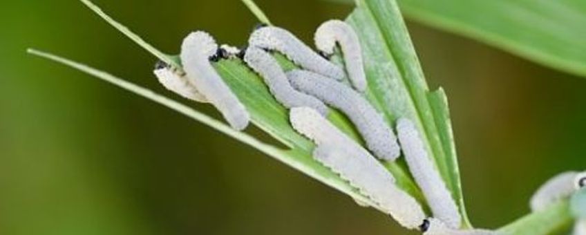 Phymatocera aterrima
Foto (C): H.J. Blackstein