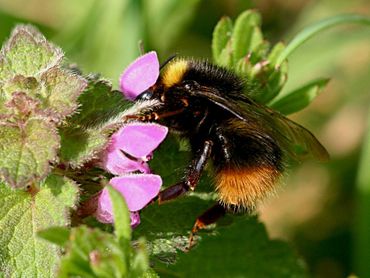 De weidehommel had een goed jaar in 2025