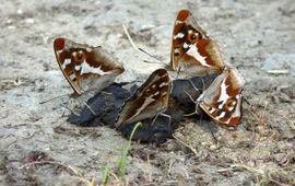 Grote weerschijnlvinders op poep