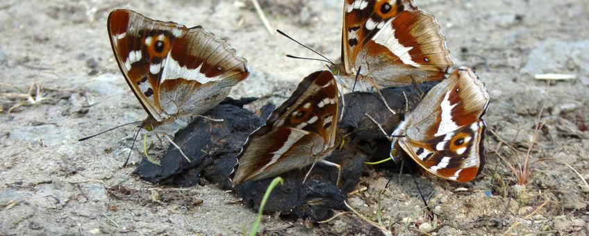 Grote weerschijnlvinders op poep