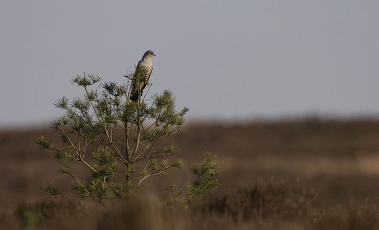 Koekoek in boomtop