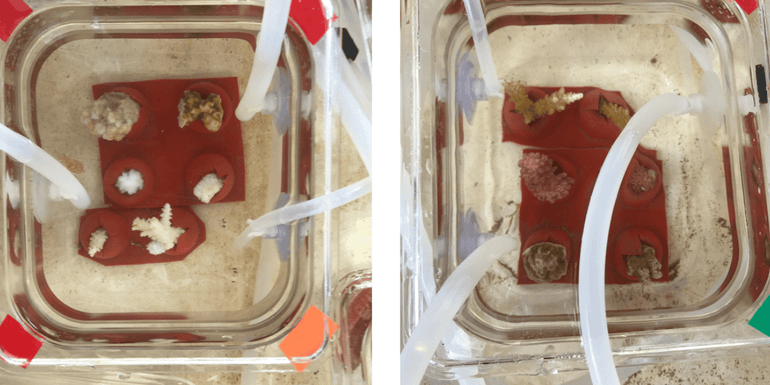 Picture of the actual corals and aquaria used in the experiment