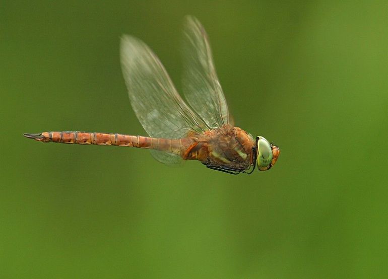 De vroege glazenmaker is te herkennen aan zijn bruine lijf en groene ogen
