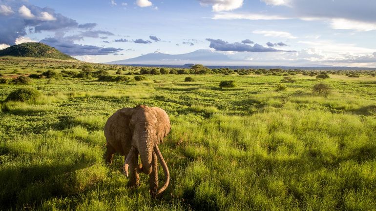 Grote 'tusker'-olifant veilig in het Amboseli-ecosysteem, Kenia