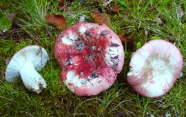 Verblekende russula