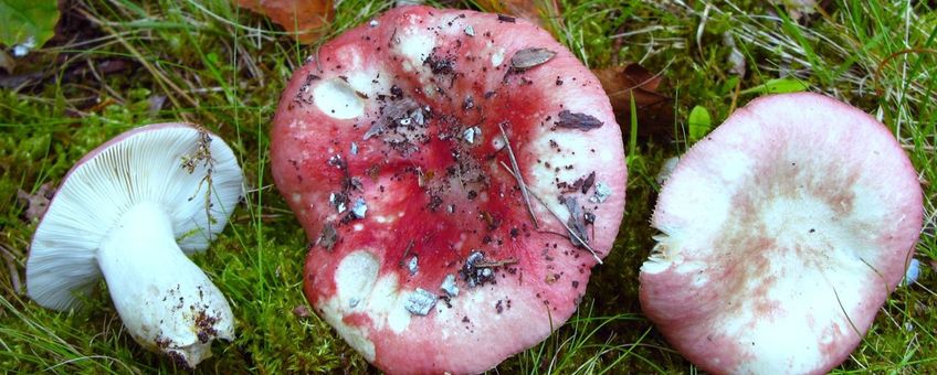 Verblekende russula