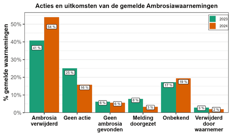 De genomen acties van de beheerders naar aanleiding van de gemelde waarnemingen van Alsemambrosia in 2023 en 2024. Getoonde percentages zijn afgerond