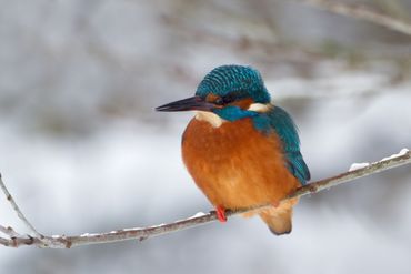 IJsvogels kunnen door ijs van hun prooi gescheiden raken