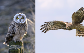Rein Hofman (eenmalig gebruik) Grauwe Kiekendief - Kenniscentrum Akkervogels Velduil - blauwe kiekendief