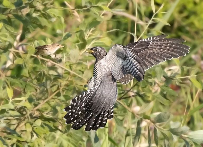 Als inprenten zo belangrijk is voor jonge vogels, hoe gaat dat dan bij de koekoek?